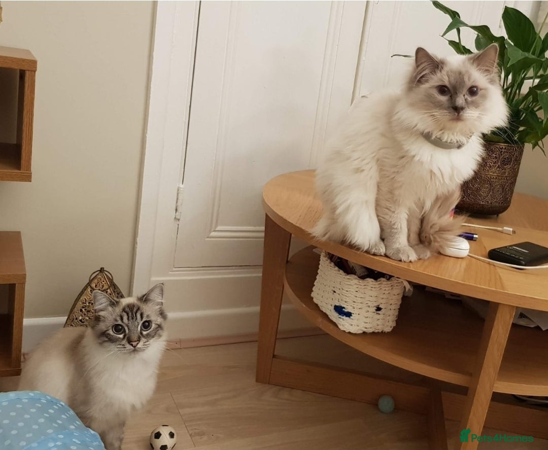 Ragdoll cats for sale: 🐾 Gorgeous Ragdoll Kittens.Ready 22nd December 🐾 - Image 5