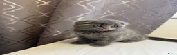 Scottish Fold cats for sale: Scottish Fold Kittens Available  - Advert 9