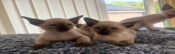 Siamese cats for sale: Siamese kittens  - Advert 2