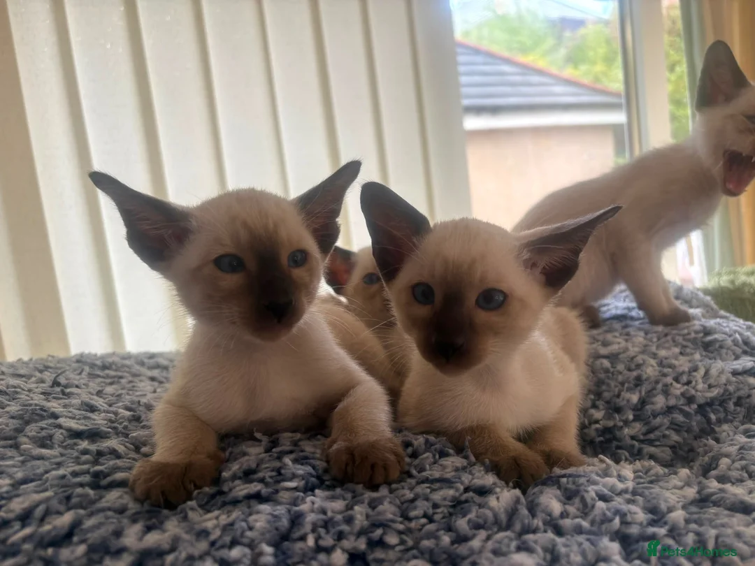 Siamese cats for sale: Siamese kittens  - Advert 2