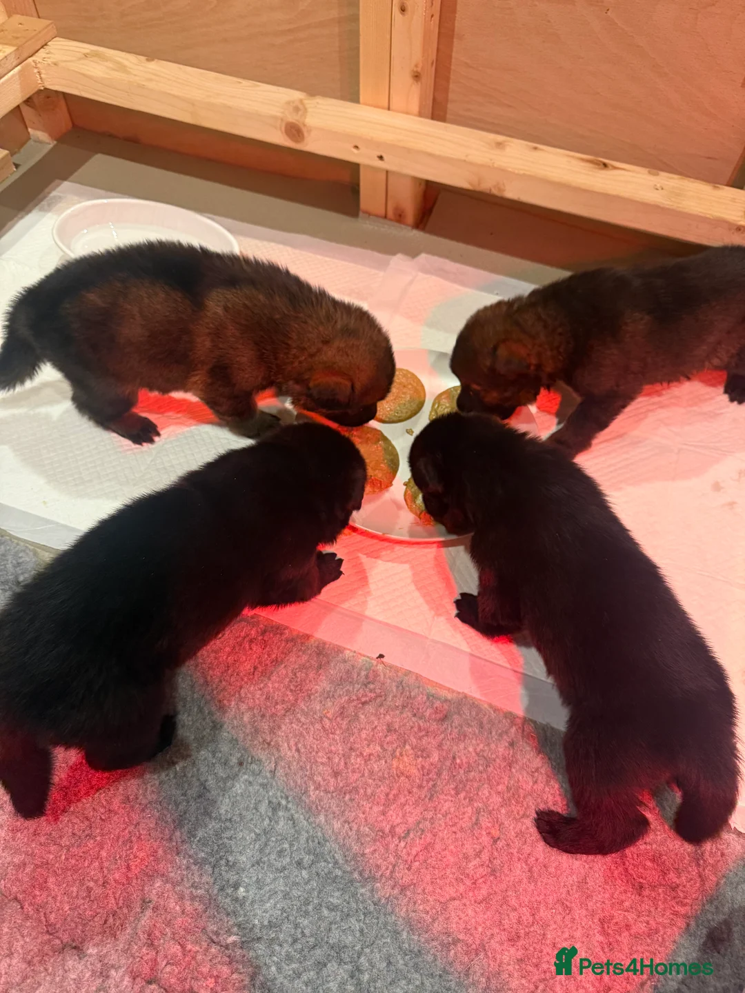 German Shepherd dogs for sale: Pedigree, Czech Line, Straight Back puppies - Advert 17