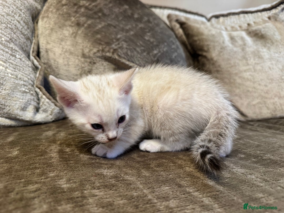 Bengal cats for sale: Exceptional TICA Registered Bengals- Champion Line - Advert 7