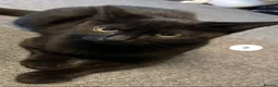 Mixed Breed cats for sale: Amos the Black Cat - Advert 2