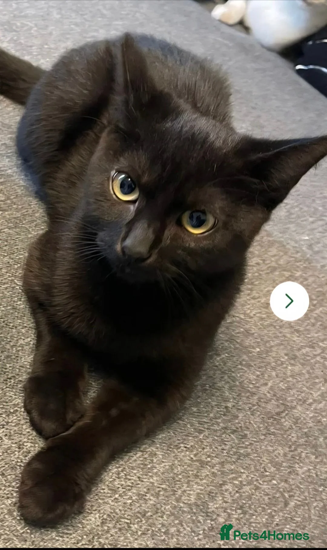 Mixed Breed cats for sale: Amos the Black Cat - Advert 2