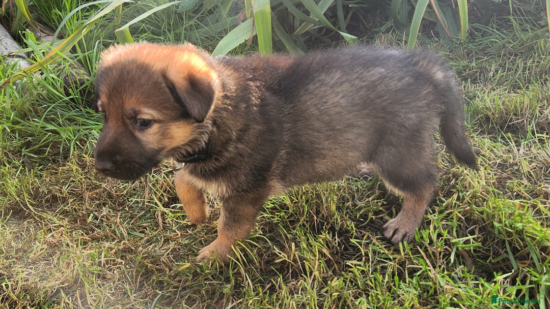 German Shepherd dogs for sale: KC reg German Shepherd Puppies - Family dogs - Image 17