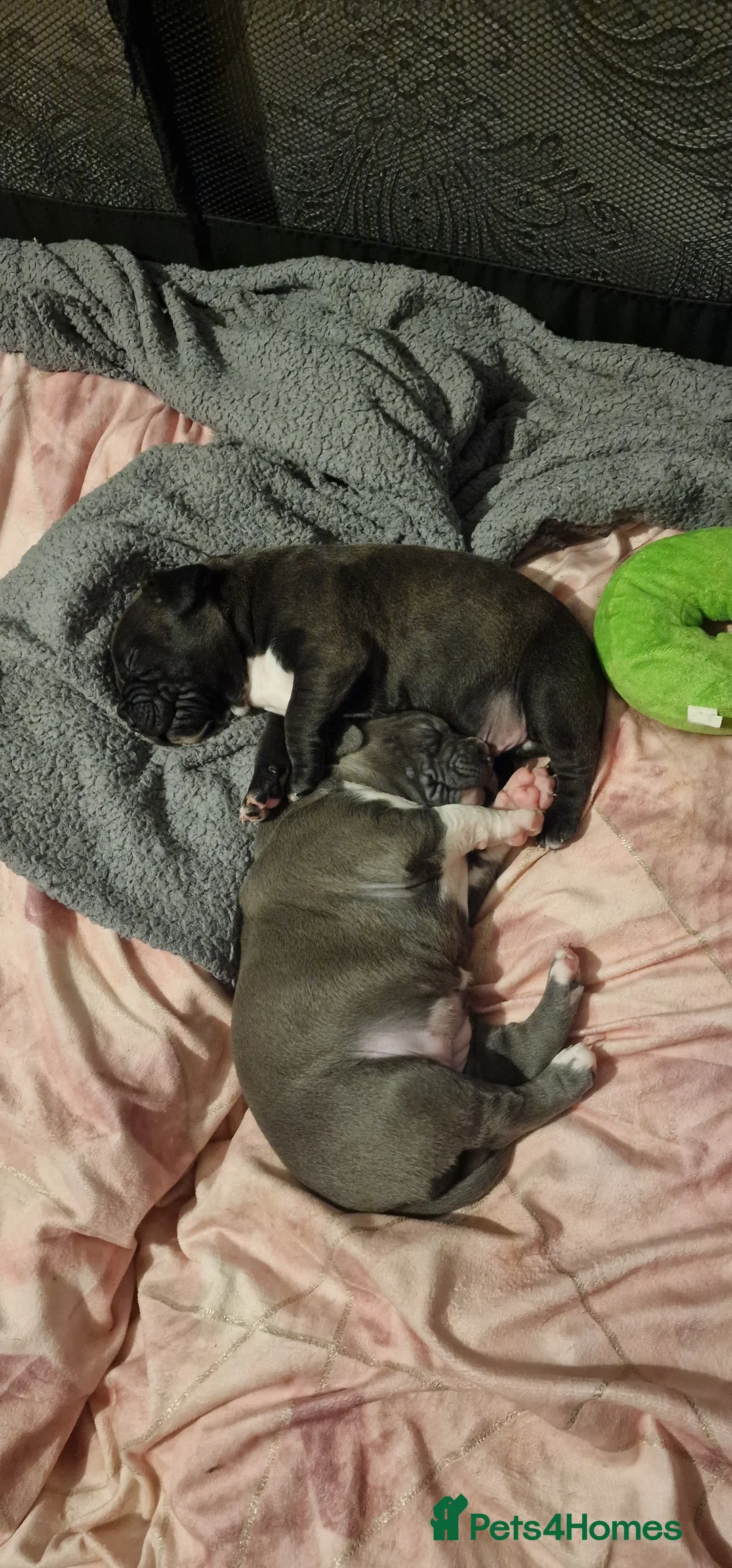 Staffordshire Bull Terrier dogs for sale: Staffordshire Bull terrier puppies  - Advert 12