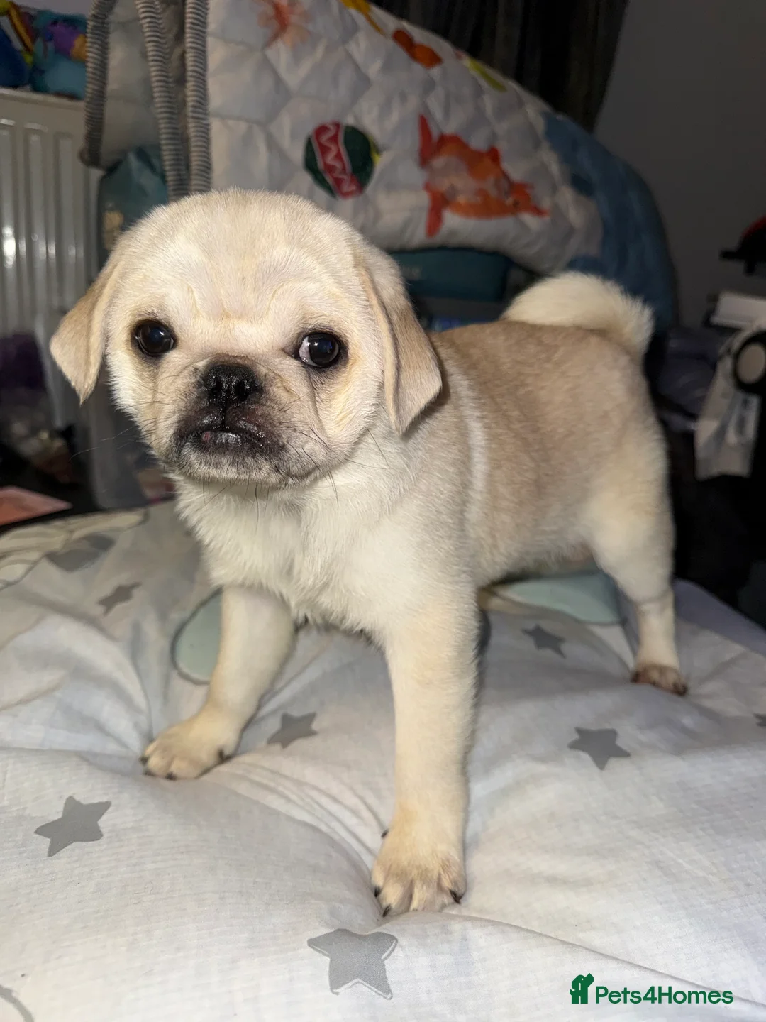 Pug dogs for sale: 3 beautiful pug puppies - Advert 6