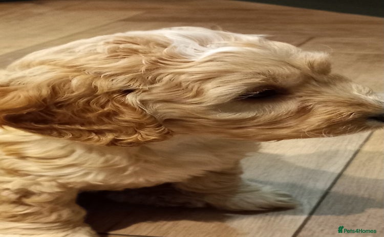 Cockapoo dogs Cockapoo babies - Advert 14