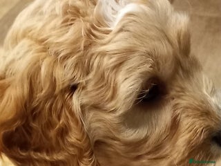 Cockapoo dogs Cockapoo babies - Advert 8