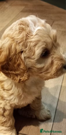 Cockapoo dogs Cockapoo babies - Advert 14