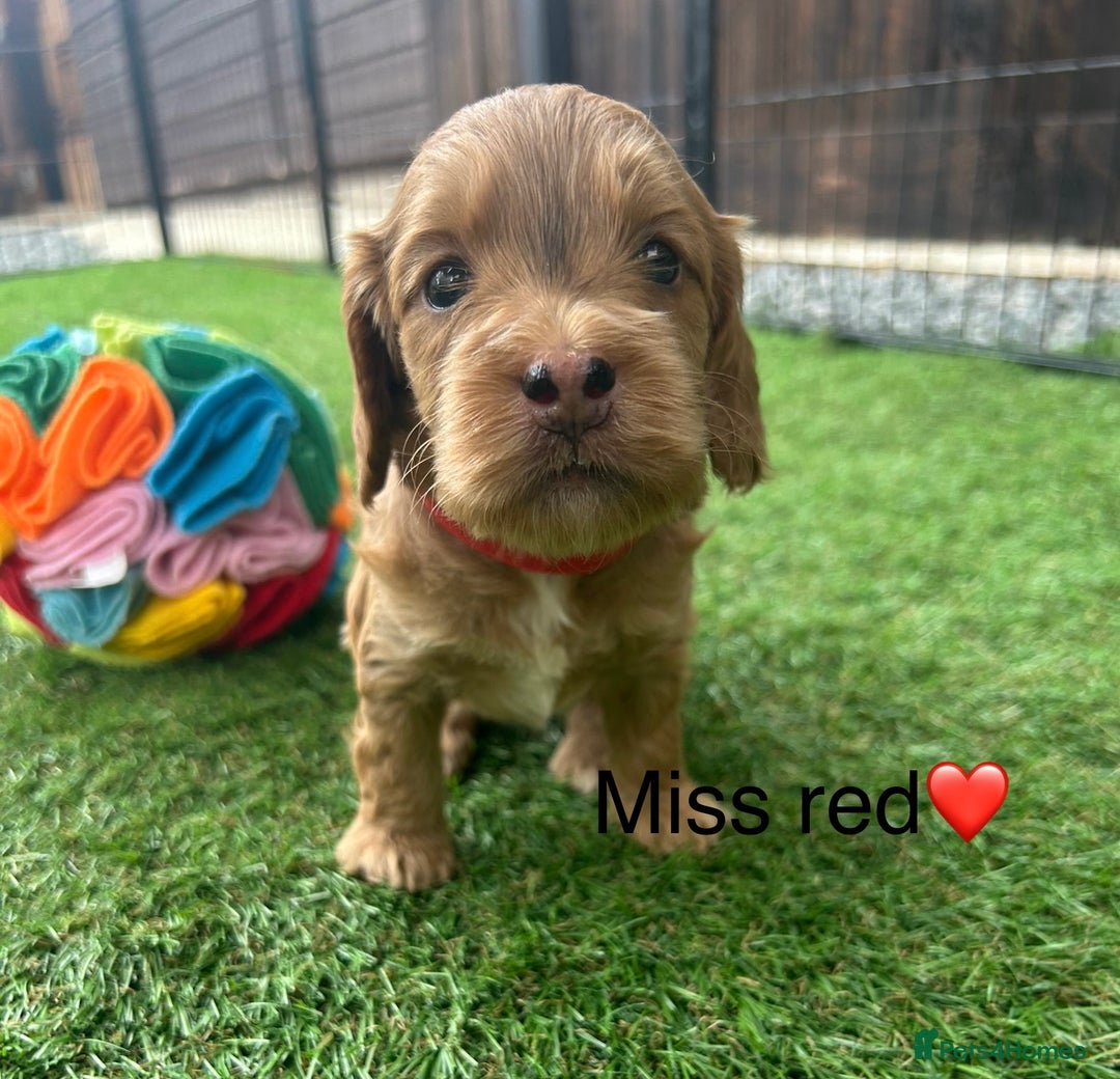 Cockapoo dogs for sale: F1 COCKAPOO PUPPIES 5🌟 LICENSED BREEDER  - Image 8