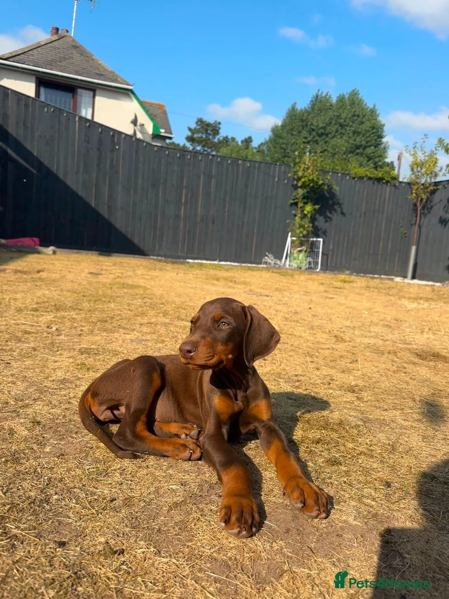 Dobermann dogs KC Registered Doberman puppies Available now. - Advert 1