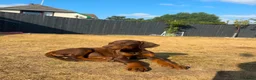 Dobermann dogs for sale: KC Registered Doberman puppies Available now. - Advert 1