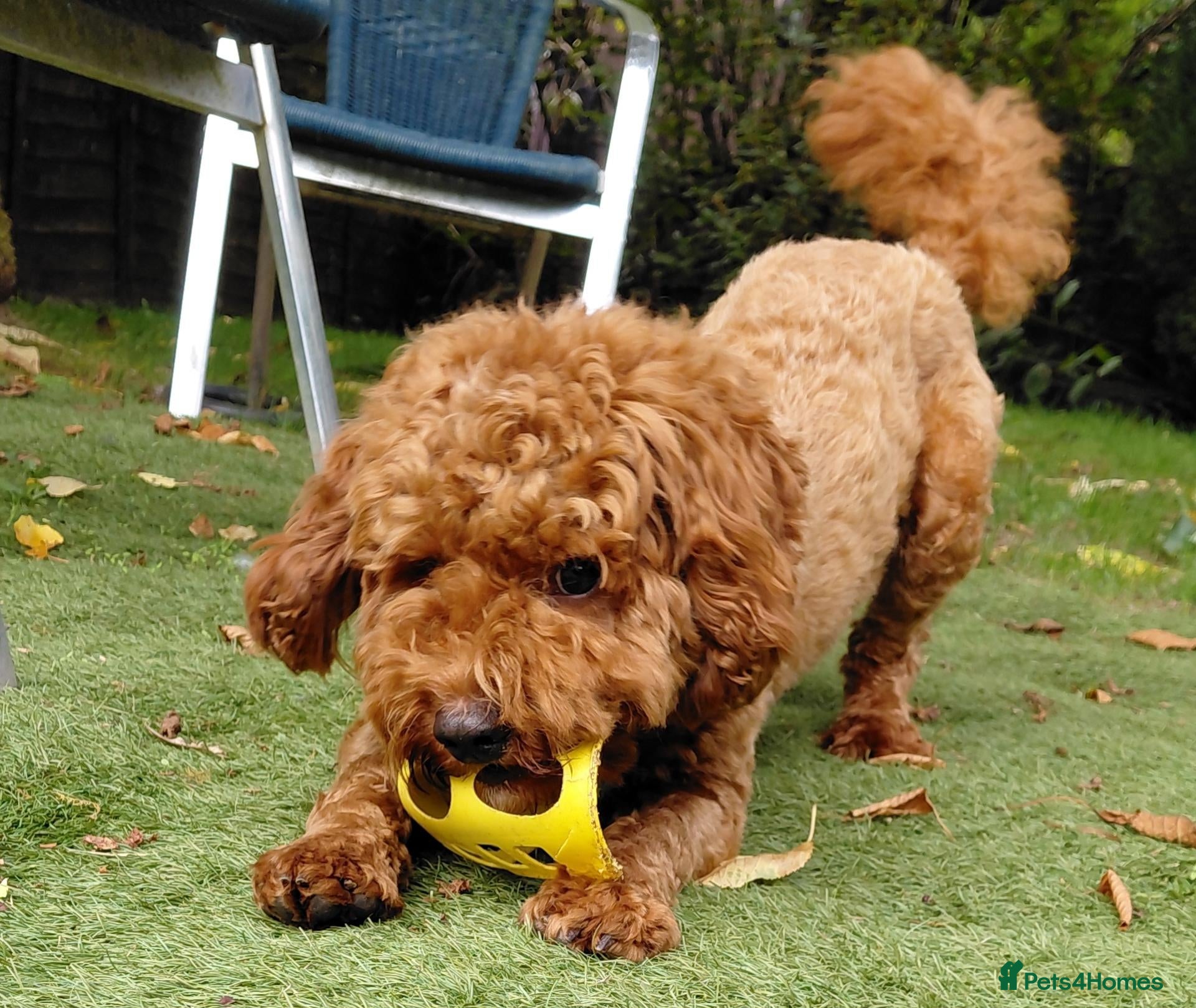 Cavapoo dogs F1 Toy cavapoo stud-extensively health tested - Advert 6