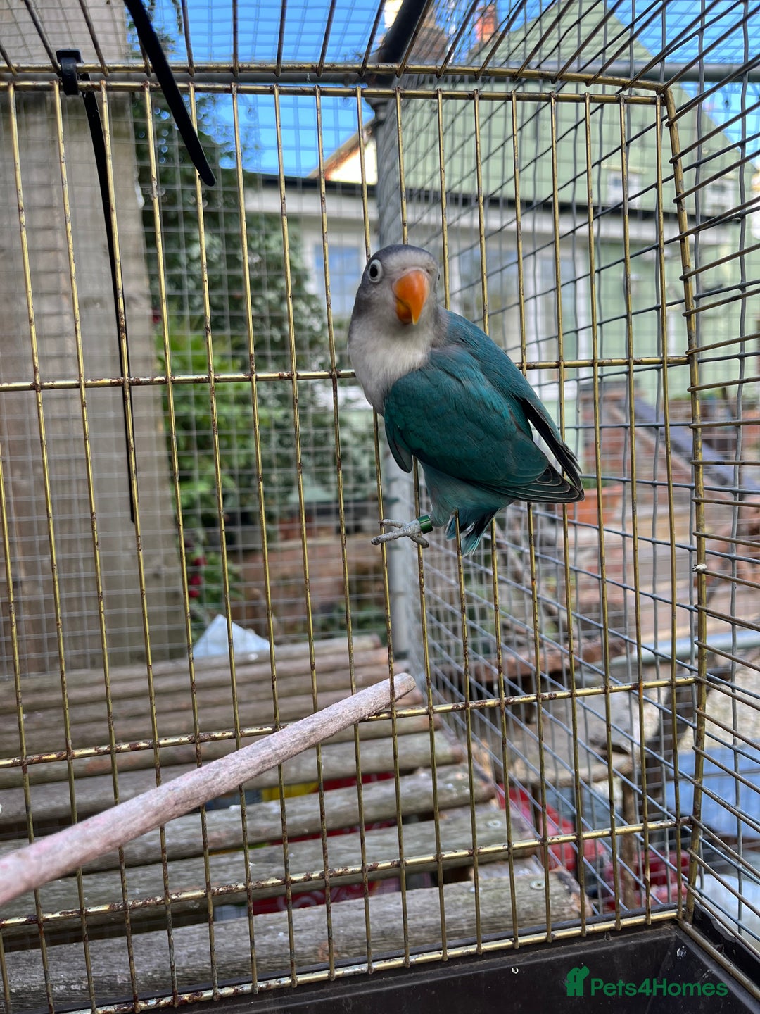 Lovebirds birds for sale: Young Fishers lovebirds for sale - Advert 4