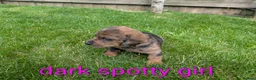 Dachshund dogs for sale: Dachshund pups - Advert 6