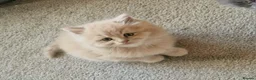 British Longhair cats for sale: Stunning British Longhair Kittens  - Advert 13