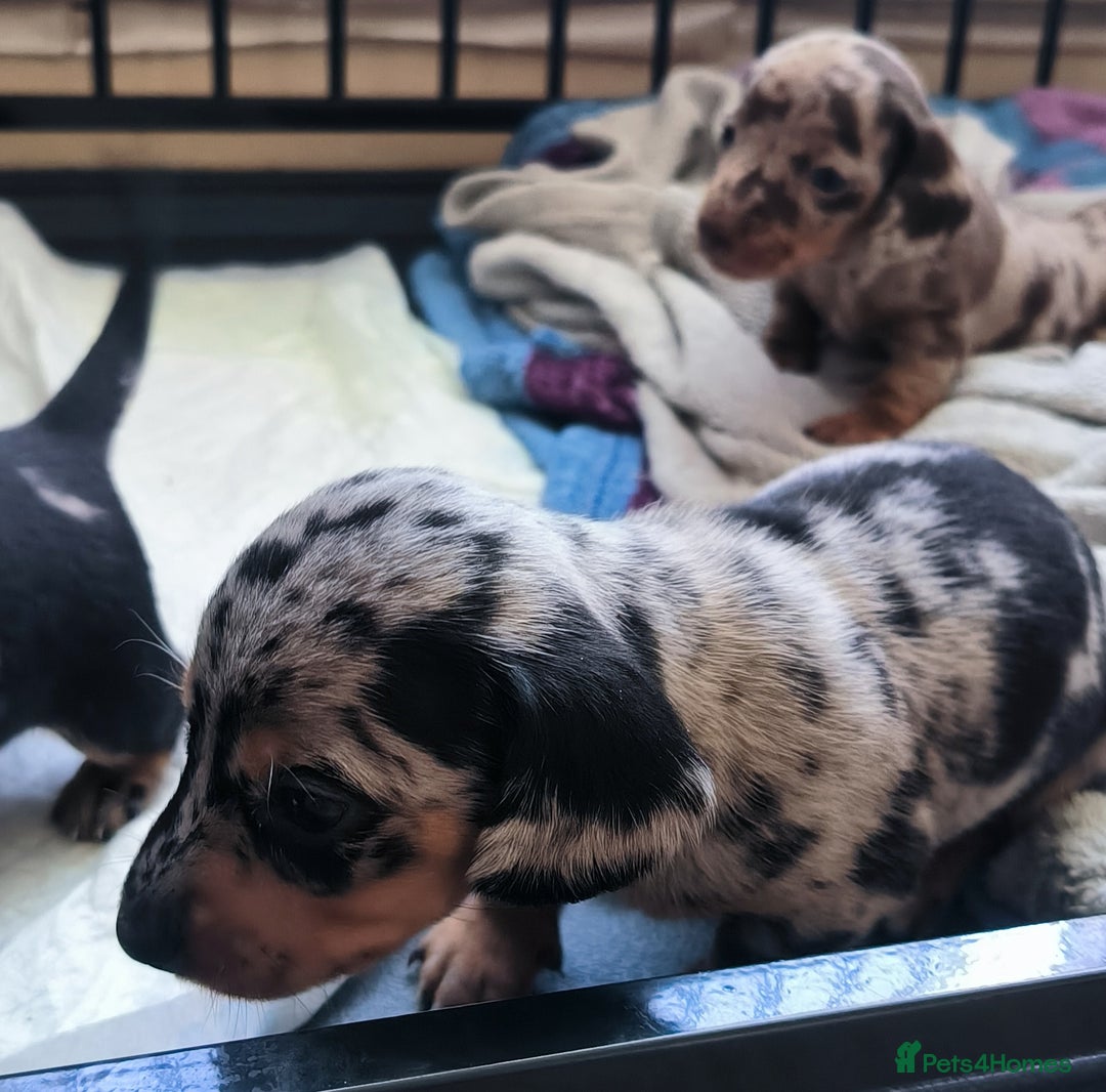 Dachshund dogs for sale: Miniature smooth hair dachshund  - Image 9