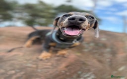 Miniature Dachshund dogs for sale: Miniature Dachshund  - Image 9