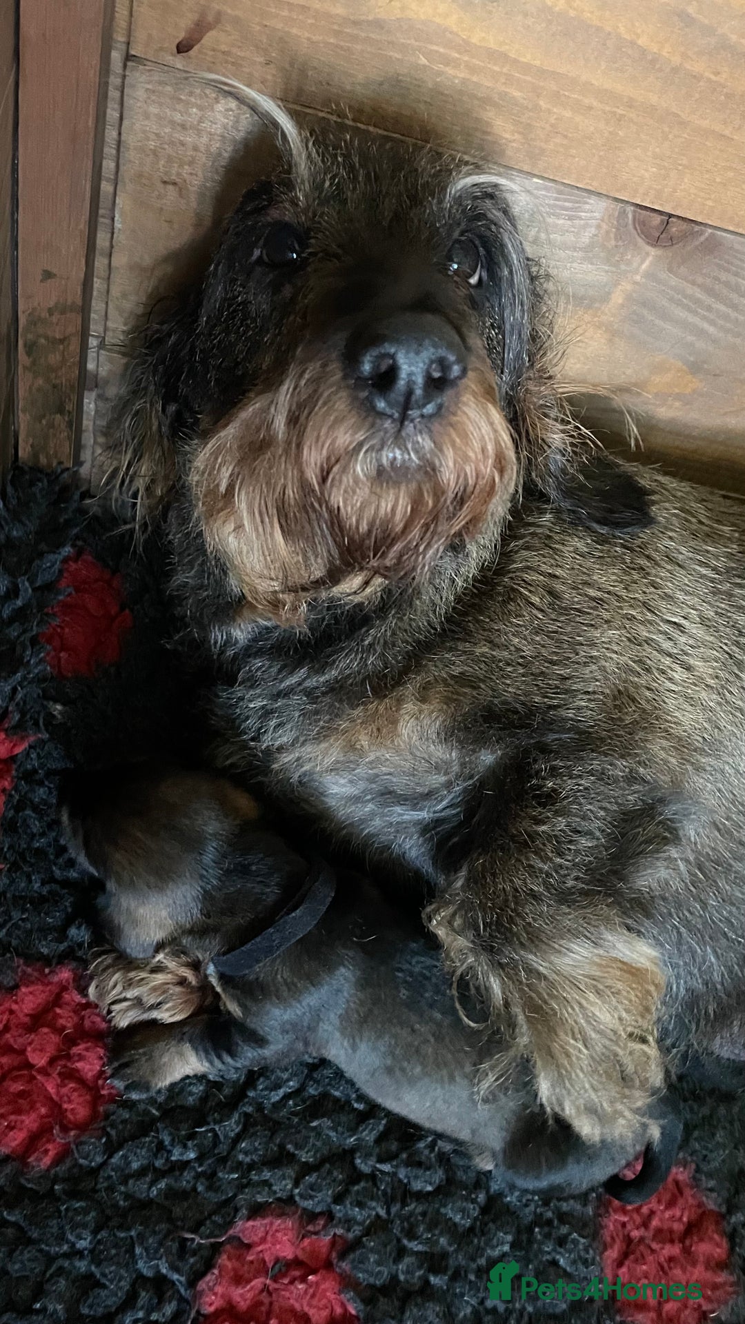 Dachshund dogs for sale: Standard Wirehair Dachshund  - Image 6