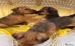 Lakeland Terrier dogs for sale: Lakeland terrier  - Image 8