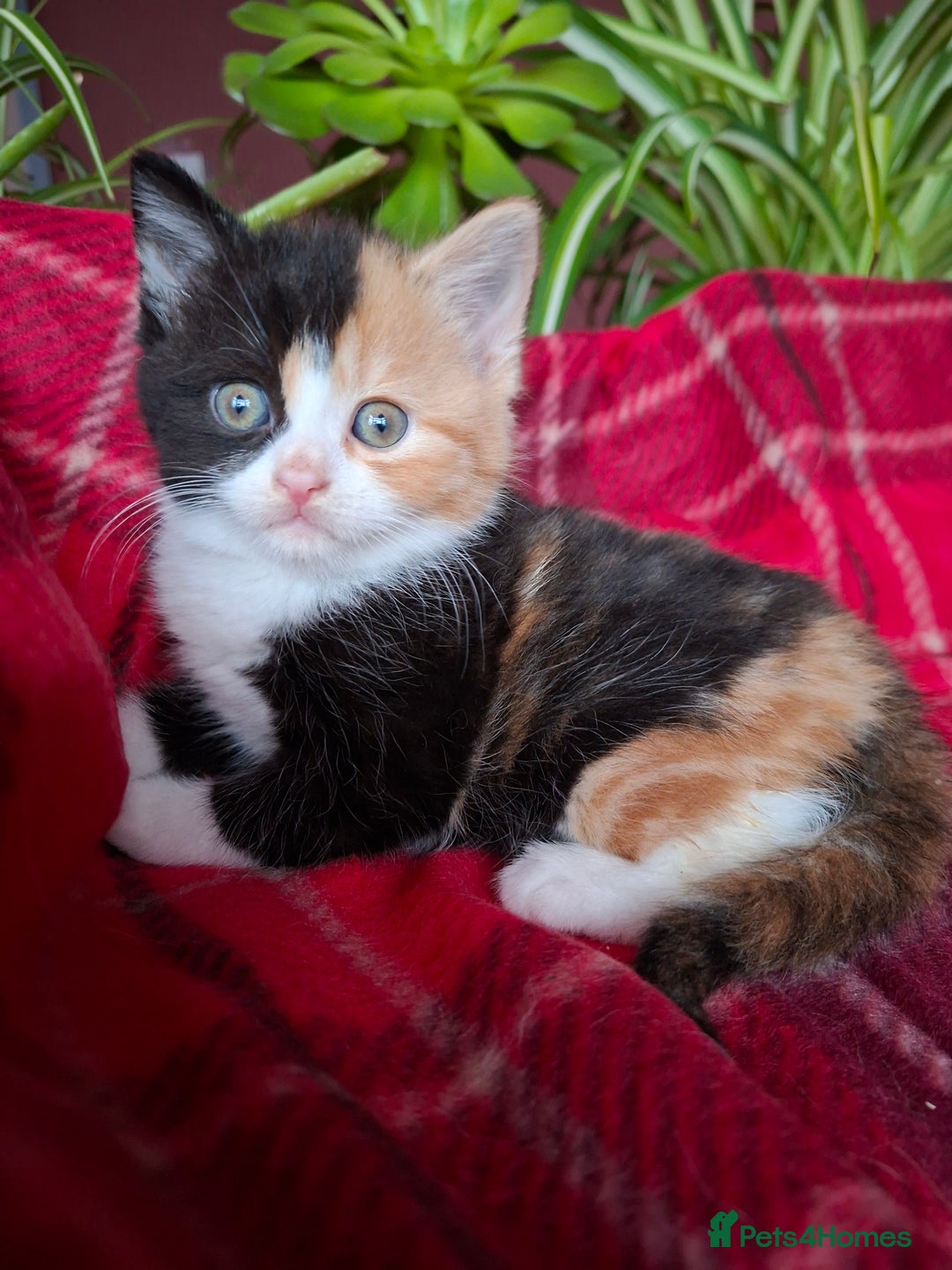 Scottish Fold cats for sale: Adorable Longhair & Shorthair Kittens- Prices Vary - Advert 4