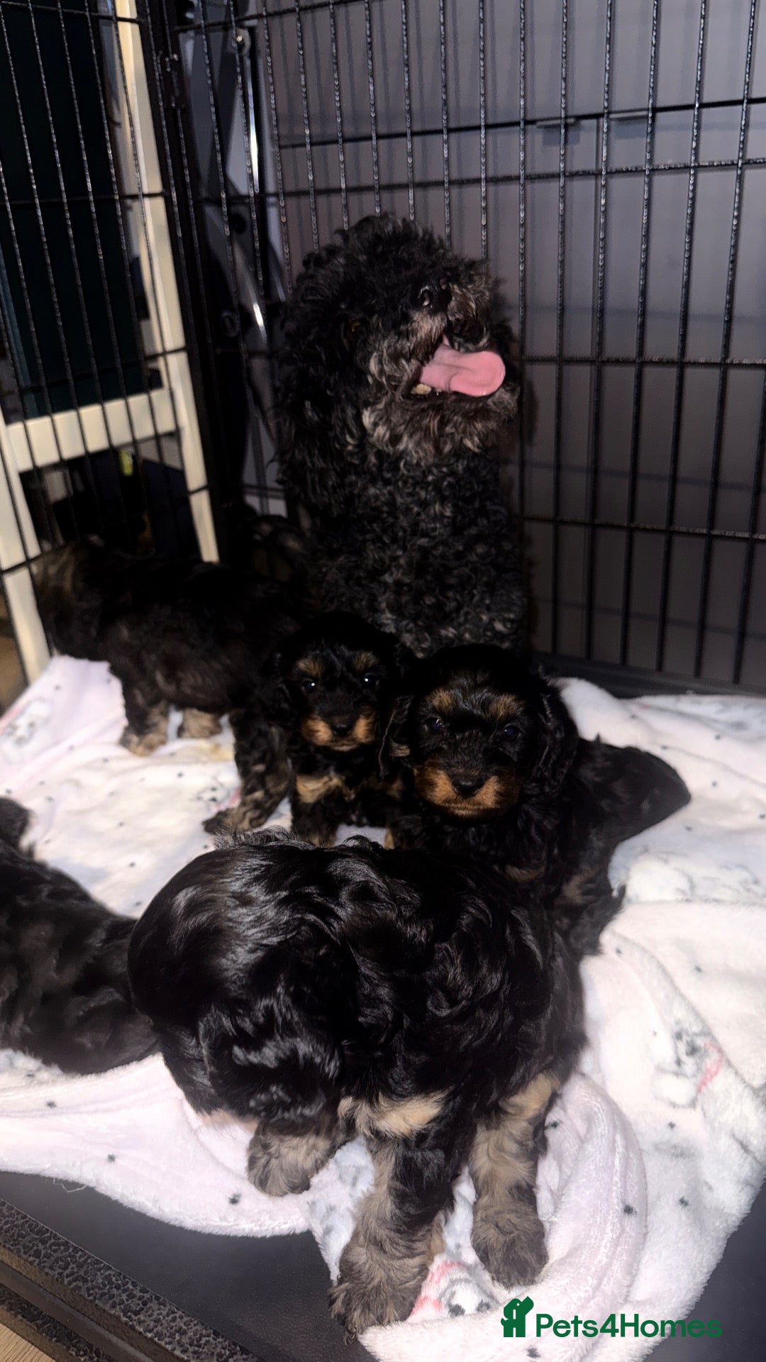 Cavapoo dogs Gorgeous Cavapoo Puppies 🐶 - Advert 3