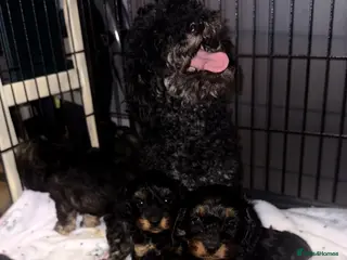 Cavapoo dogs Gorgeous Cavapoo Puppies 🐶 - Advert 3