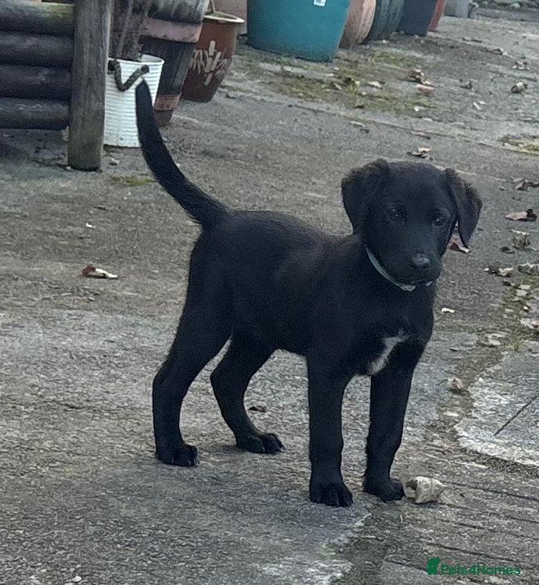 Borador dogs for sale: 2 Male Borador Puppies - Advert 2
