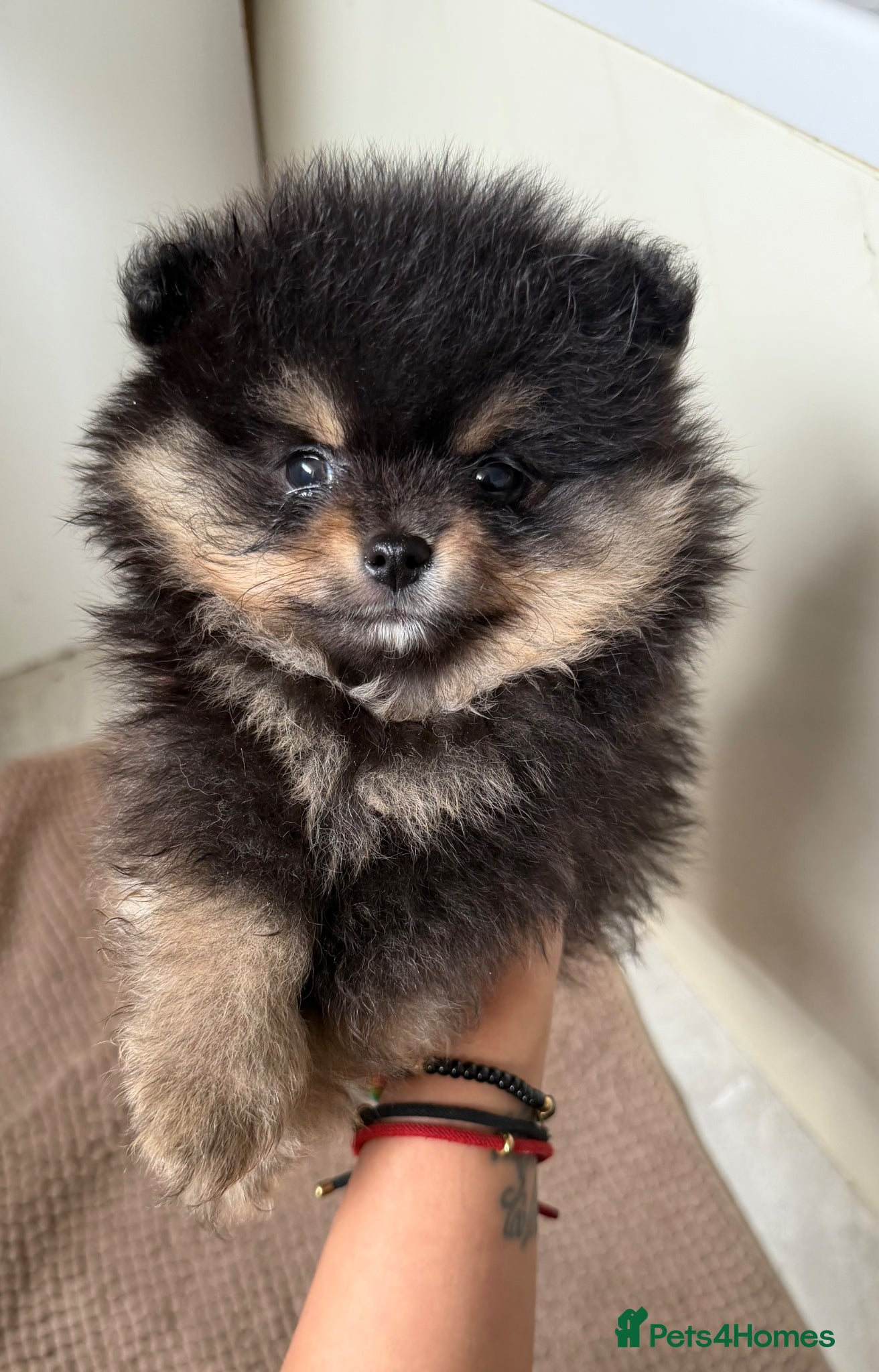Pomeranian dogs Beautiful, Small and Joyful Pomeranian Puppies ❤️ - Advert 2