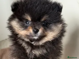 Pomeranian dogs Beautiful, Small and Joyful Pomeranian Puppies ❤️ - Advert 2