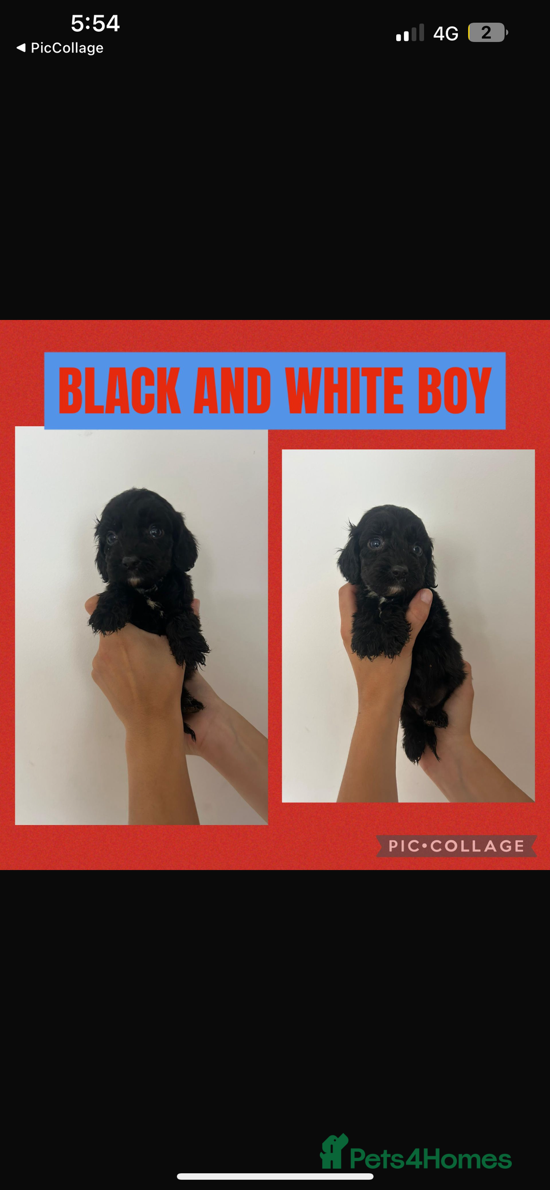 Cockapoo dogs for sale: F1 Merle Cockapoo’s - Image 6