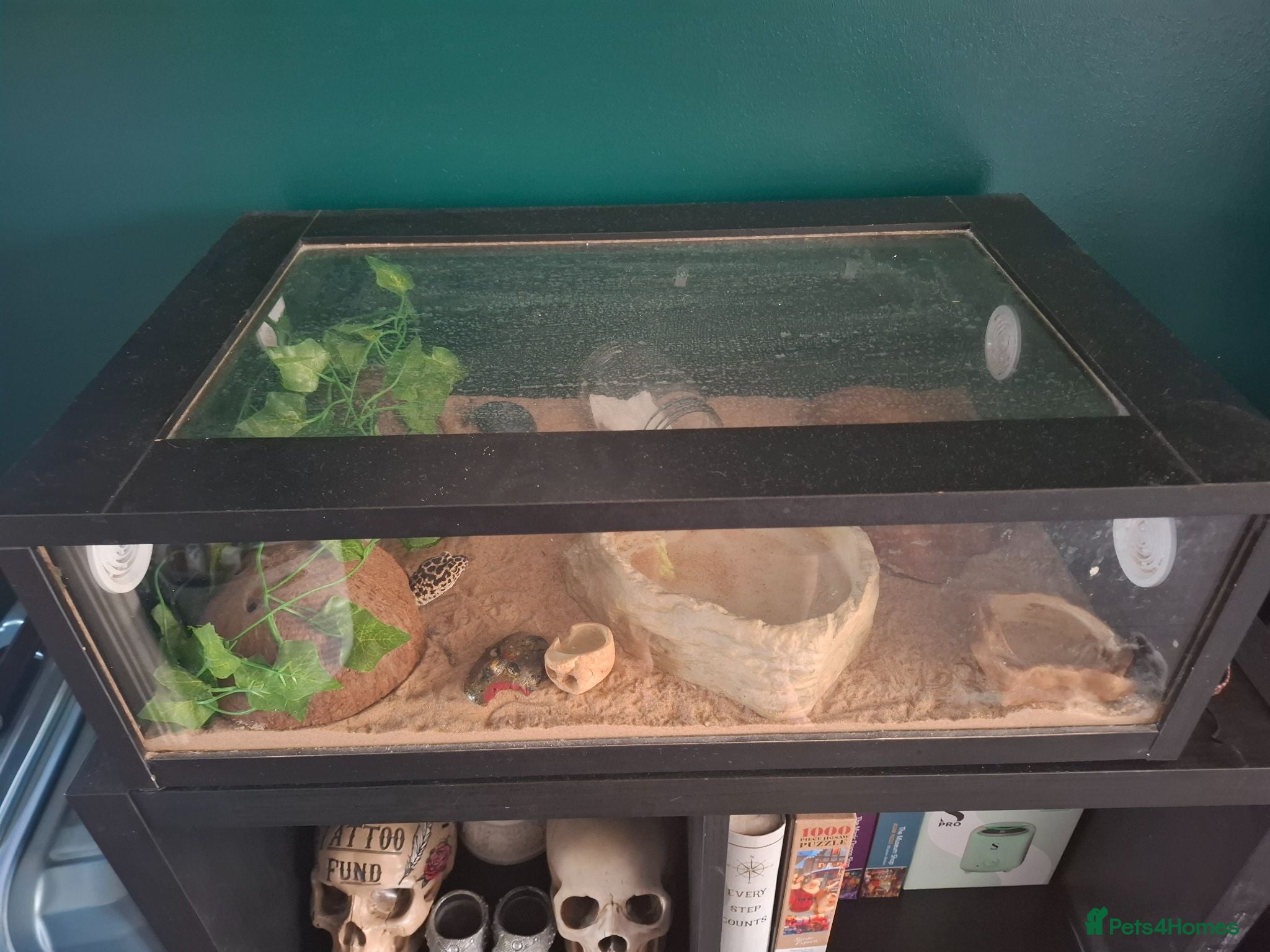 Leopard Gecko reptiles Leopard Gecko with vivarium - Advert 2