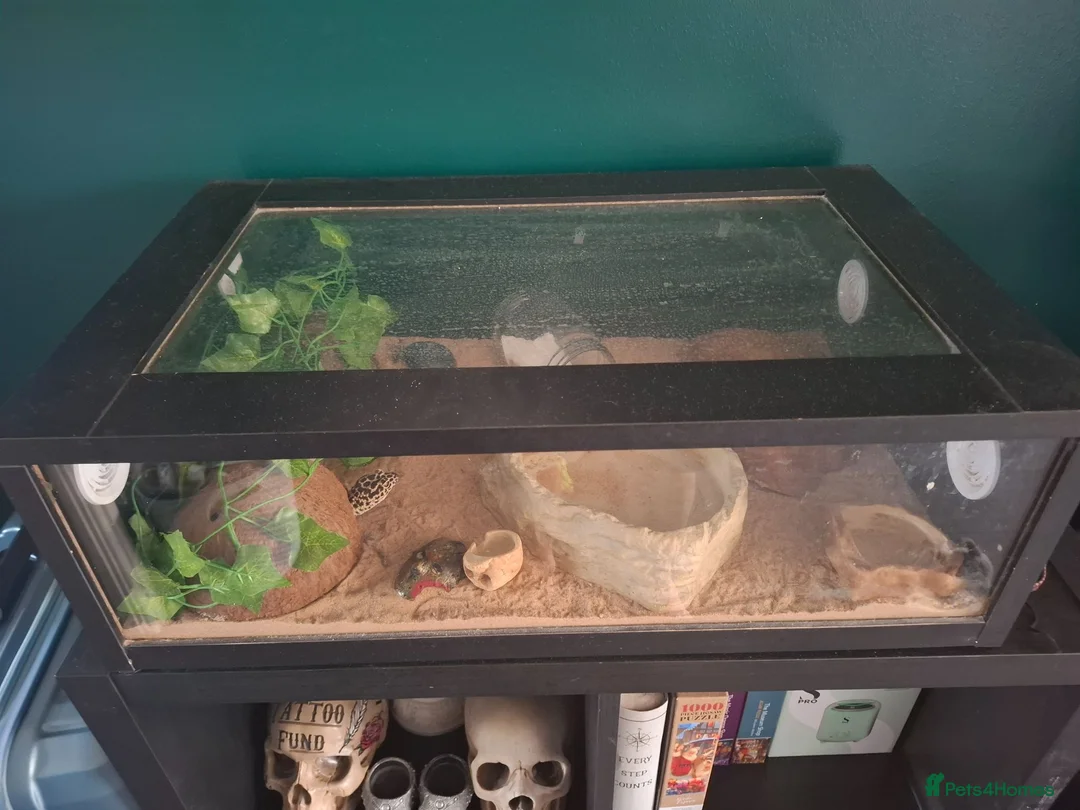 Leopard Gecko reptiles for sale: Leopard Gecko with vivarium - Advert 1