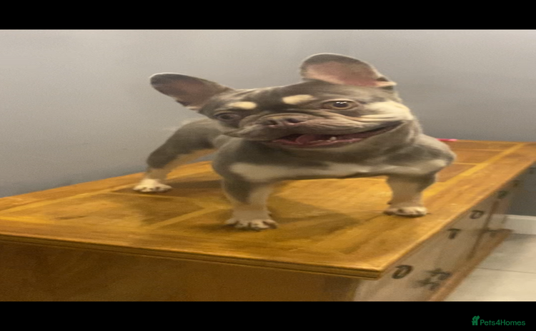French Bulldog dogs - Advert 3