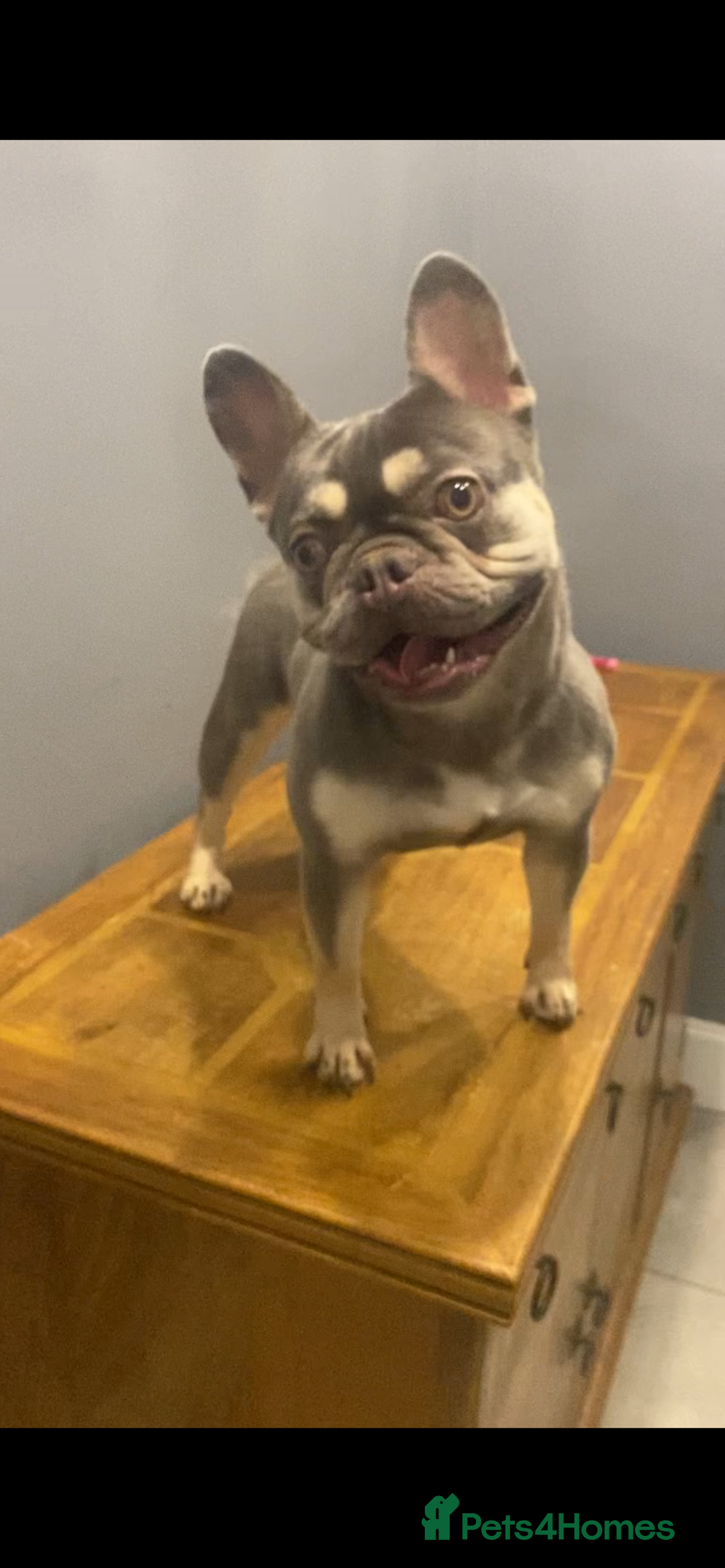 French Bulldog dogs for sale: Adult French bulldogs boy and girl available  - Image 1