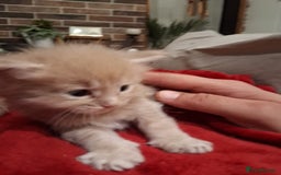 Maine Coon cats for sale: Maicoon XL - Image 27