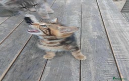 Bengal cats for sale: Manecoon x bengal kittens mink & grey  - Image 13