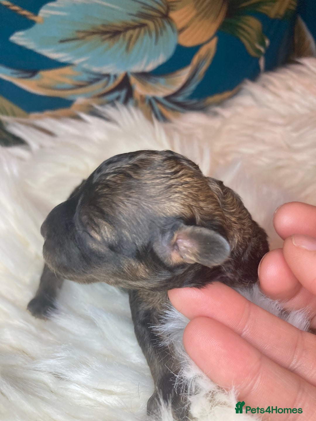 Cavapoo dogs for sale: Stunning toy cavapoo puppies  - Advert 8