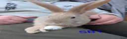 Continental Giant rabbits for sale: Beautiful continental giants  - Advert 10