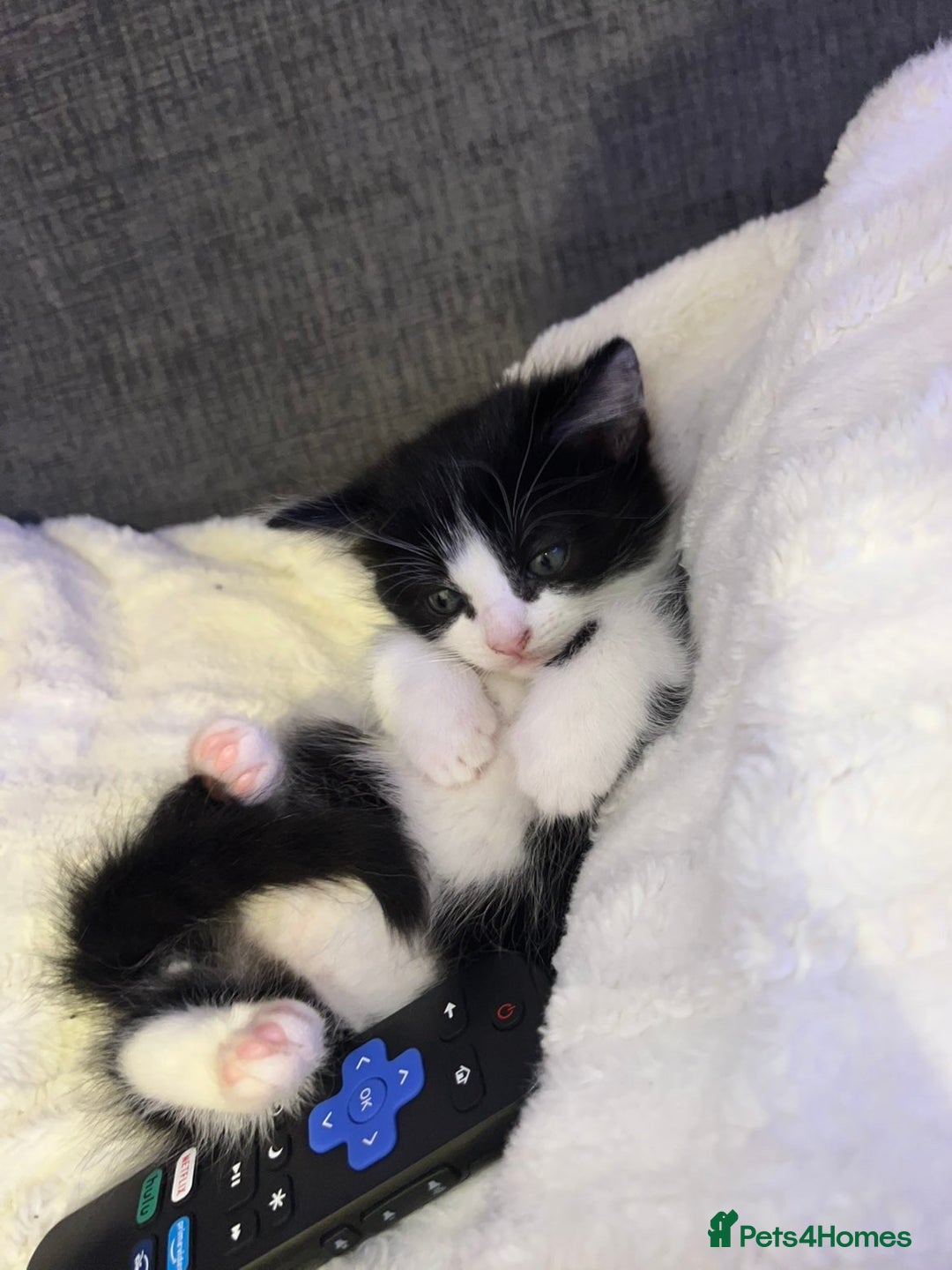 Mixed Breed cats for sale: Beautiful kittens ❤️ - Advert 15