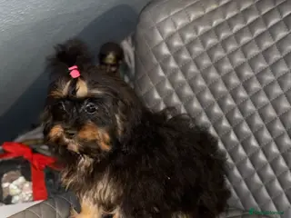 Cavapoo dogs Cavapoo - Advert 3