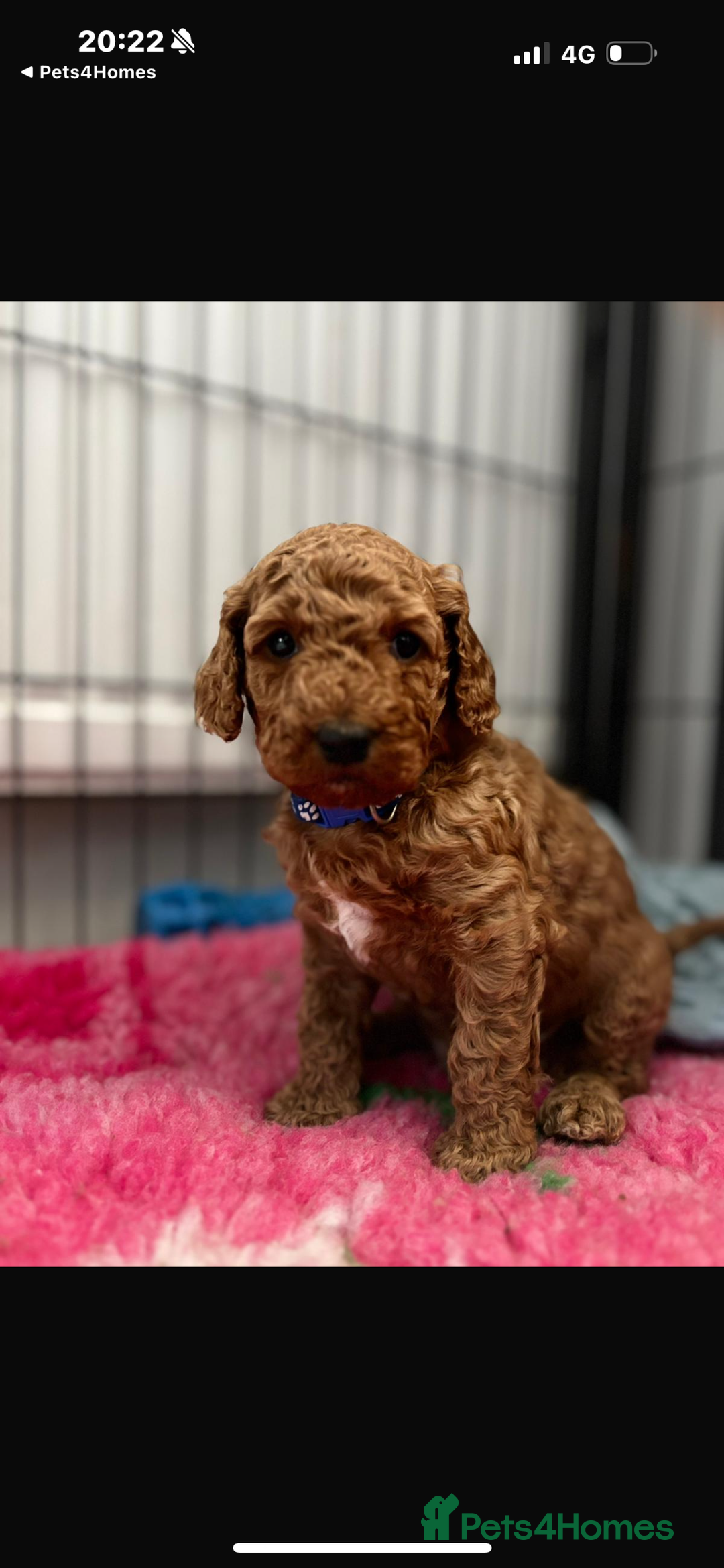 Australian Labradoodle dogs for sale: Gorgeous Mr Green still available - Advert 4