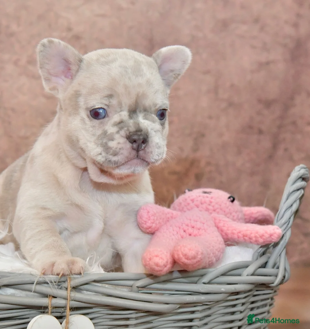 French Bulldog dogs for stud: Full new shade Isabella stud ( now available ) in Hastings - Advert 21