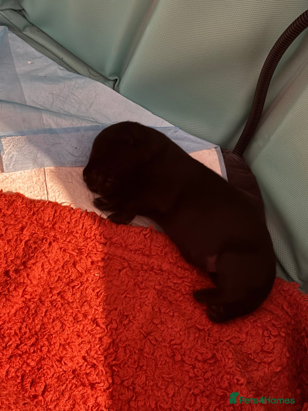 Labrador Retriever dogs for sale: 6 Sweet Labrador Puppies  - Advert 7