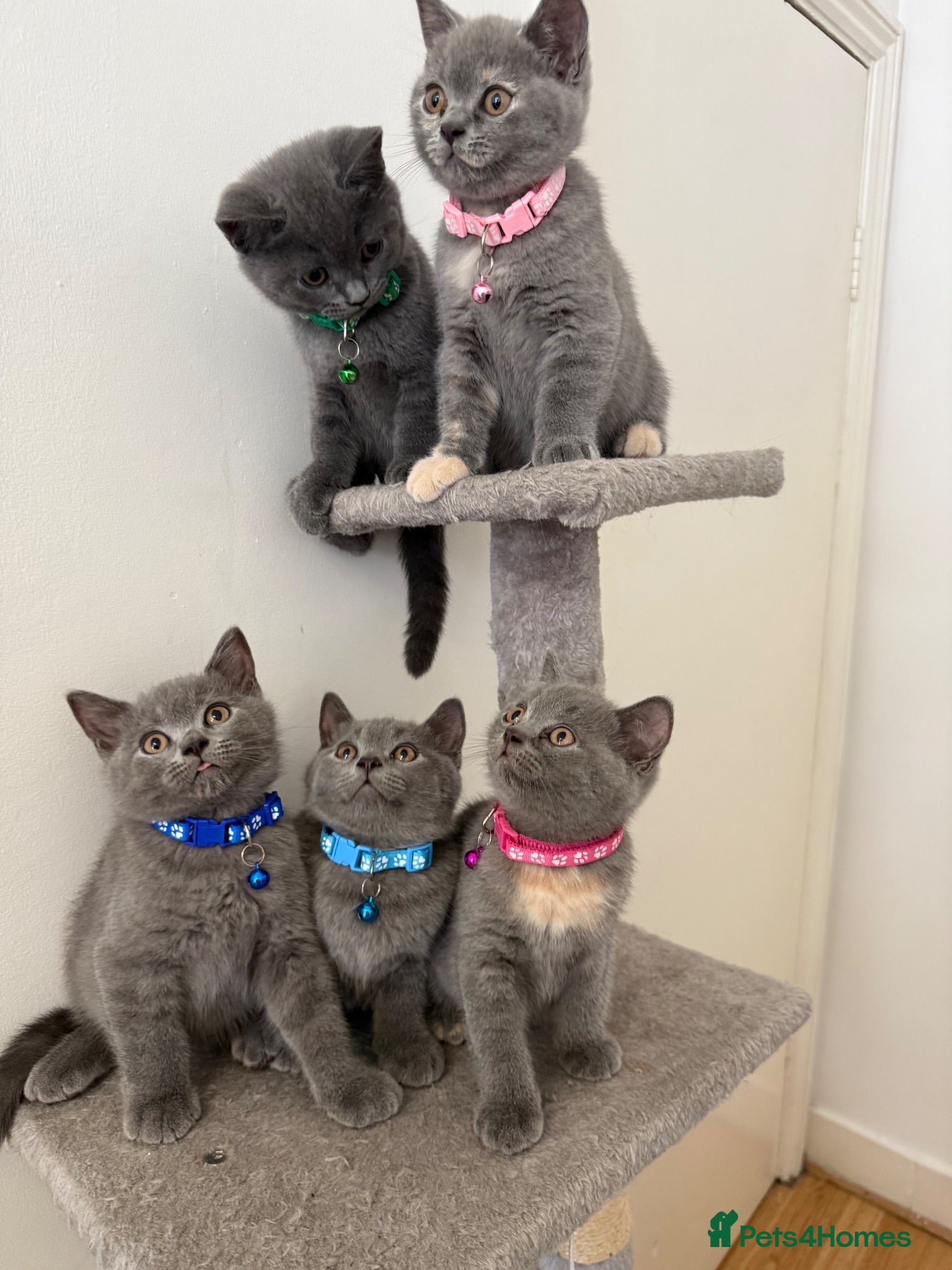 British Shorthair cats Cute british shorthair kittens - Advert 1