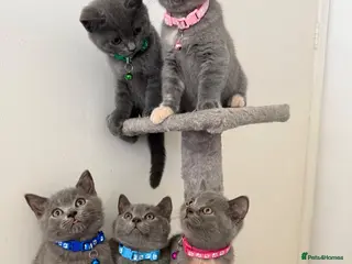 British Shorthair cats Cute british shorthair kittens - Advert 1