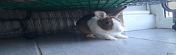 Dutch rabbits for sale: PLEASE READ - Advert 3