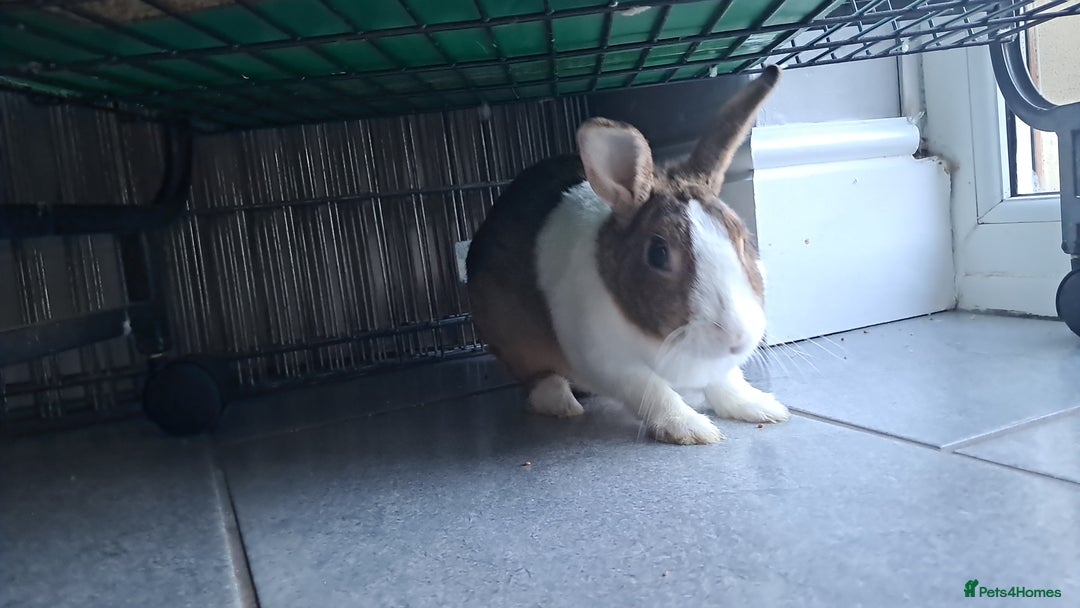 Dutch rabbits for sale: PLEASE READ - Advert 3