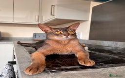 Abyssinian cats for sale: Abyssinian male - Image 9